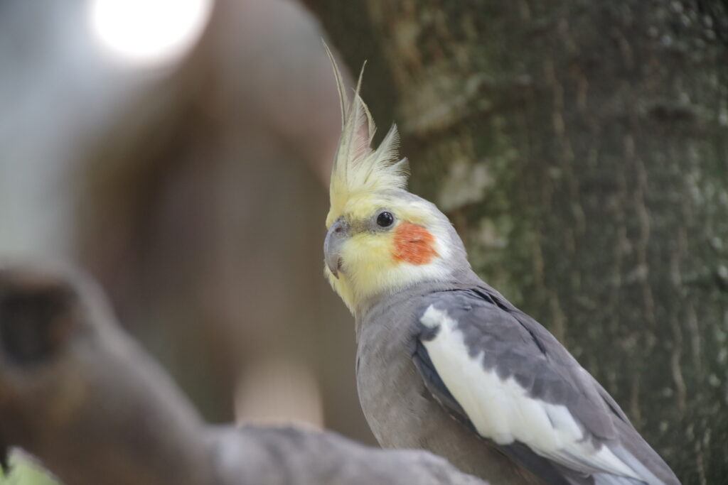 20220911_キャンベルタウン野鳥の森２