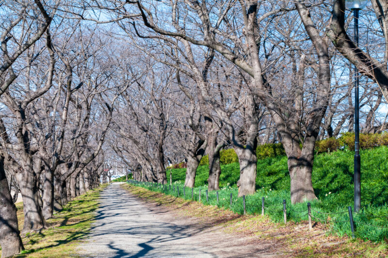 20230104_県営権現堂公園_水仙４