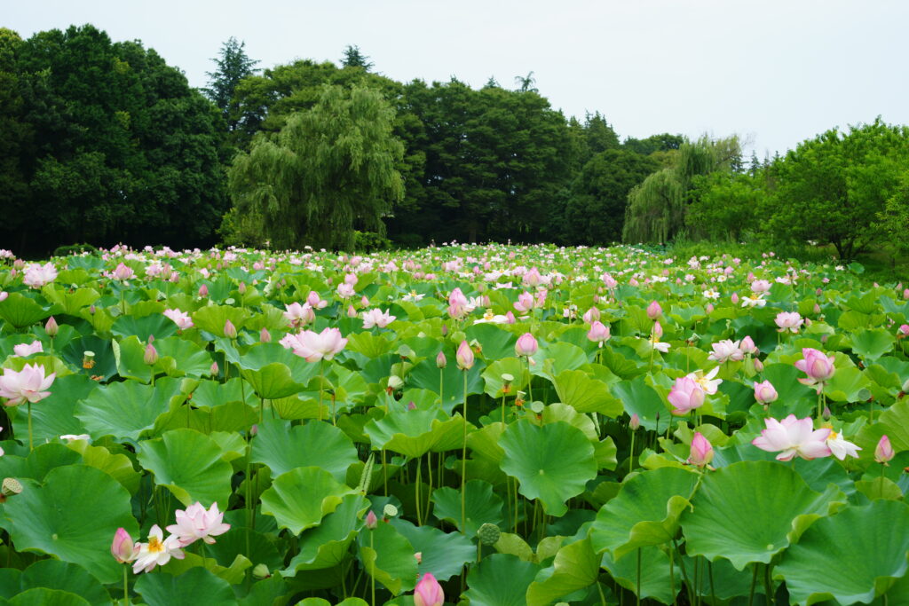 20230708_古河公方公園_花蓮２