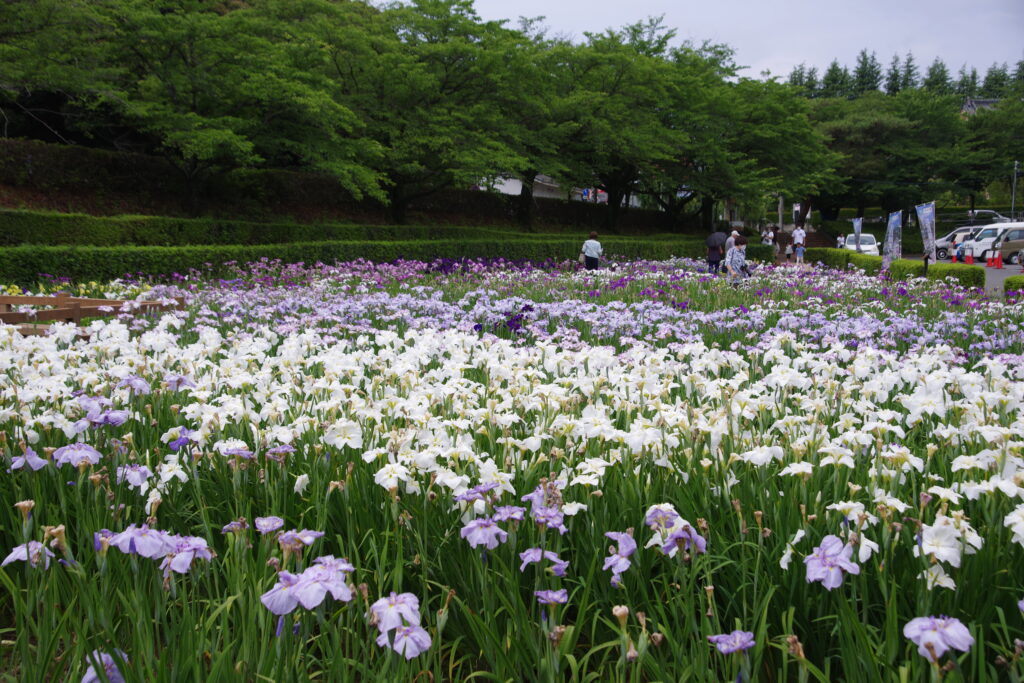 20230610_たてばやし花菖蒲まつり２