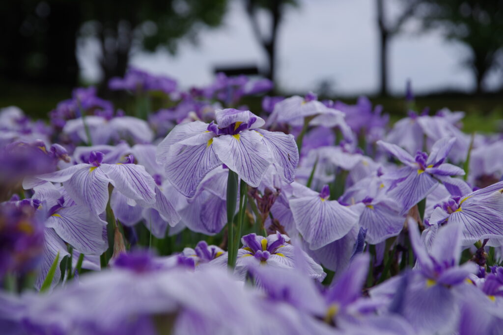 20230610_たてばやし花菖蒲まつり３