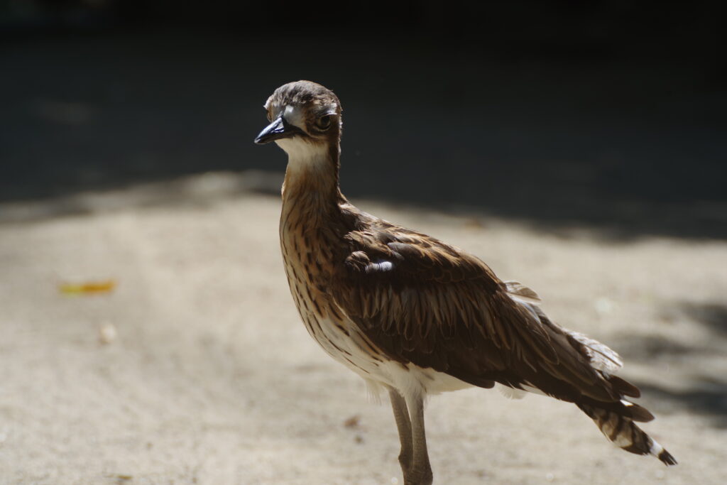 20230723_キャンベルタウン野鳥の森１