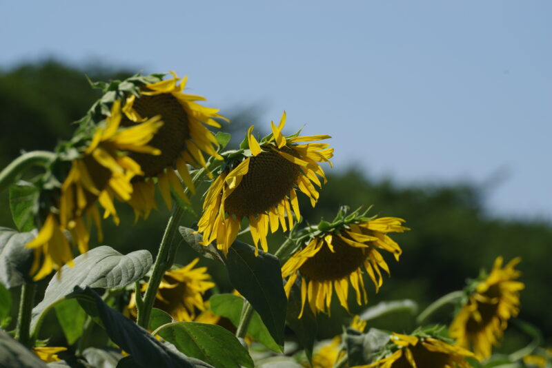 20230723_県営権現堂公園_ひまわり２