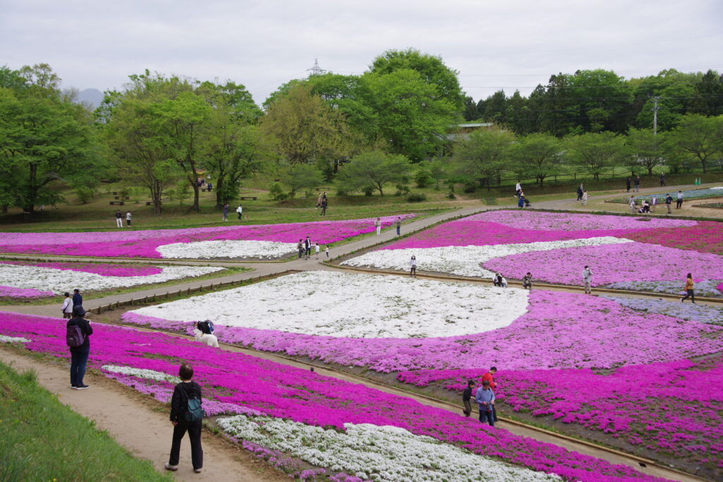 20230422_芝桜の丘（羊山公園）２