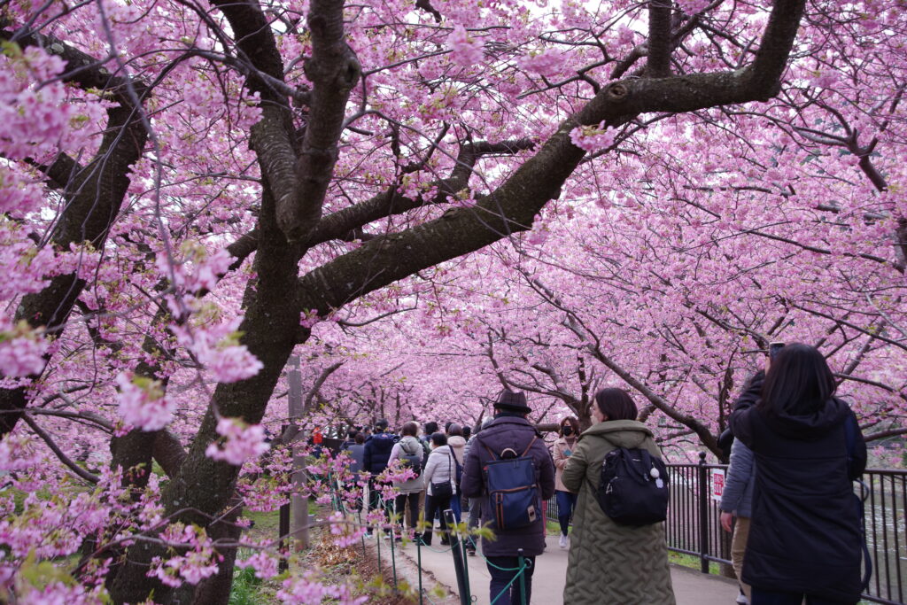 20230223_静岡県河津町_河津桜まつり２