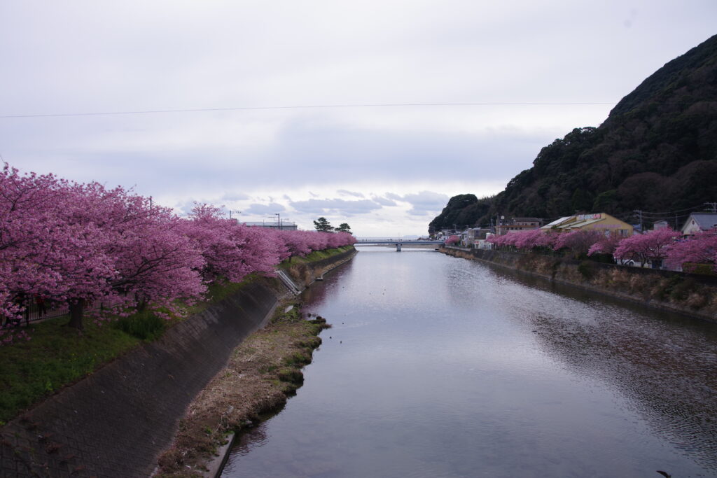 20230223_静岡県河津町_河津桜まつり４