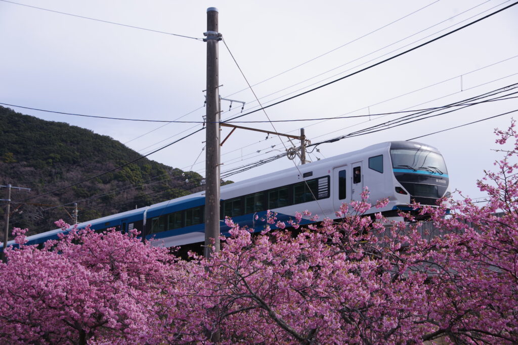 20230223_静岡県河津町_河津桜まつり３