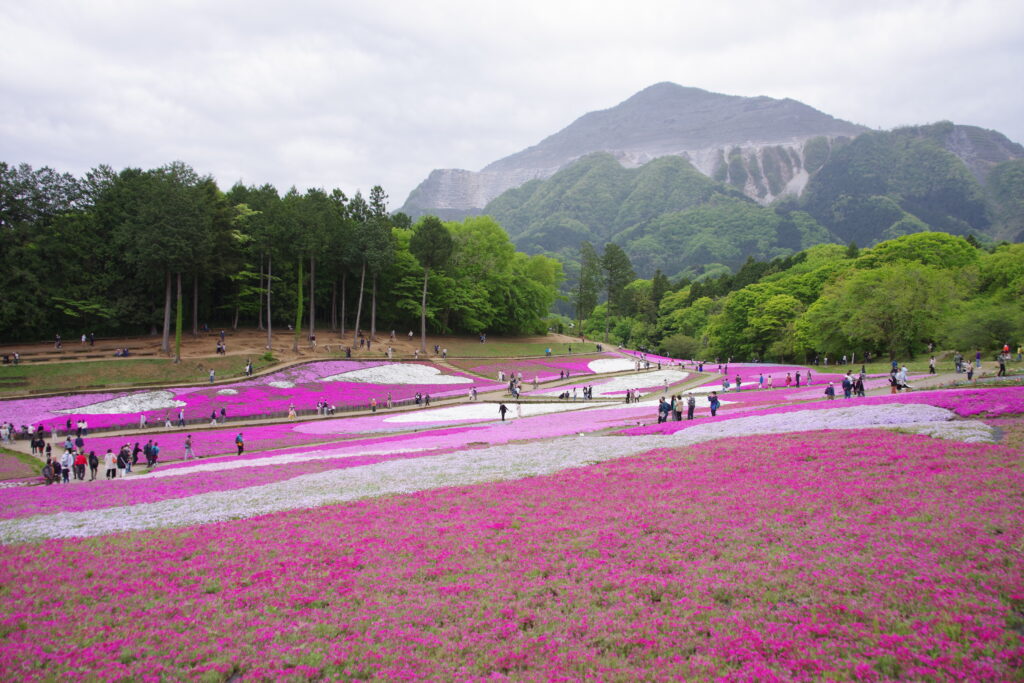 20230422_芝桜の丘（羊山公園）３