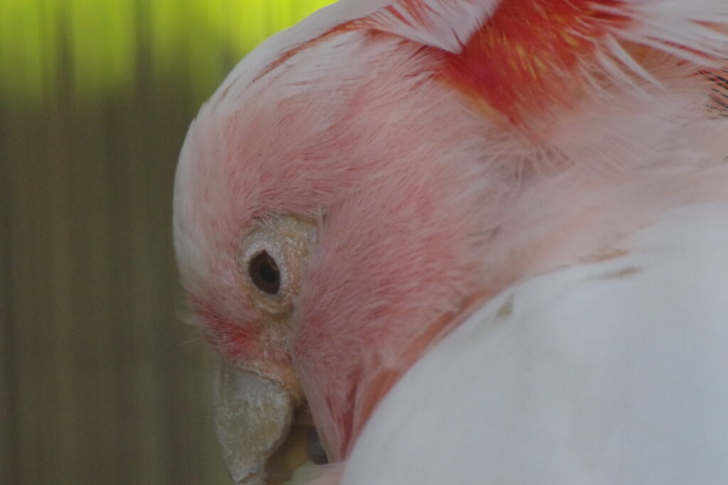 20230723_キャンベルタウン野鳥の森４