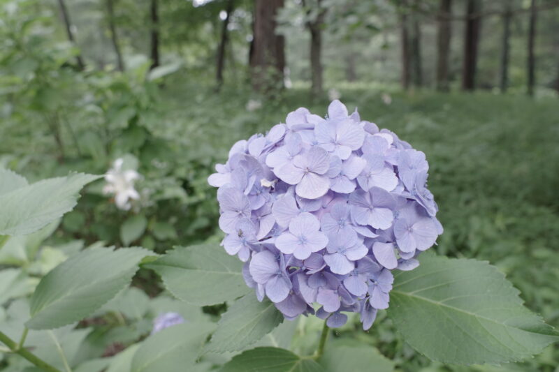 20230715_国営武蔵丘陵森林公園_紫陽花２