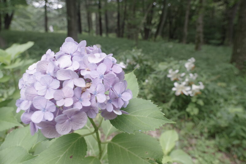 20230715_国営武蔵丘陵森林公園_紫陽花３