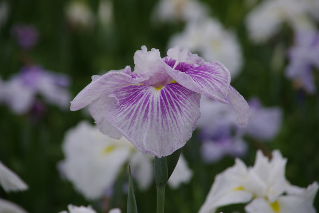 20230610_たてばやし花菖蒲まつり１