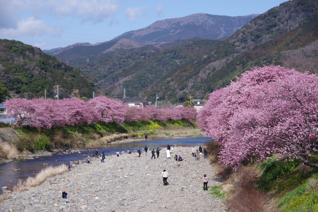 20230223_静岡県河津町_河津桜まつり５