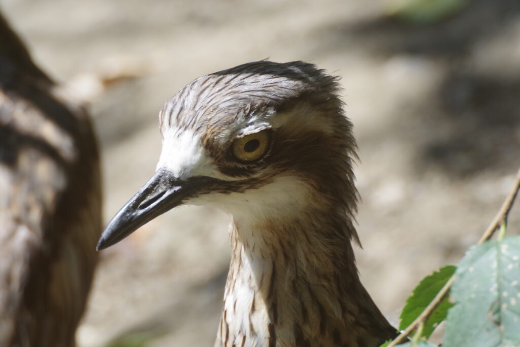 20230723_キャンベルタウン野鳥の森３