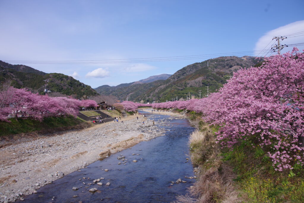 20230223_静岡県河津町_河津桜まつり６