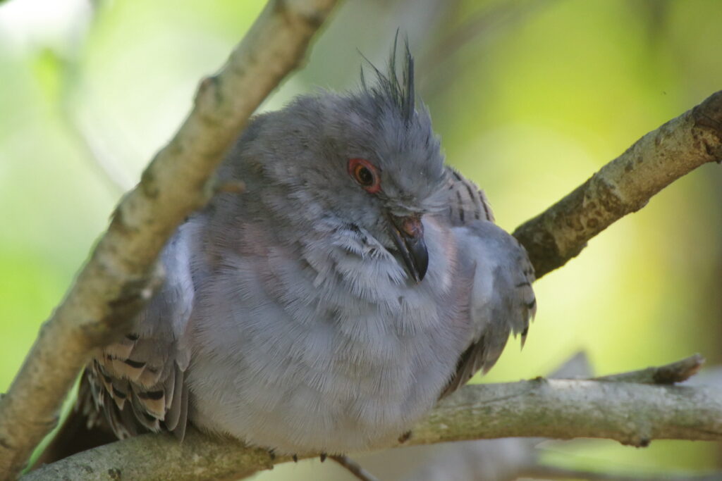 20230723_キャンベルタウン野鳥の森２