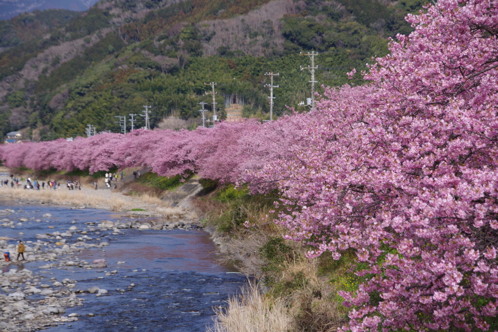 20230223_静岡県河津町_河津桜まつり８