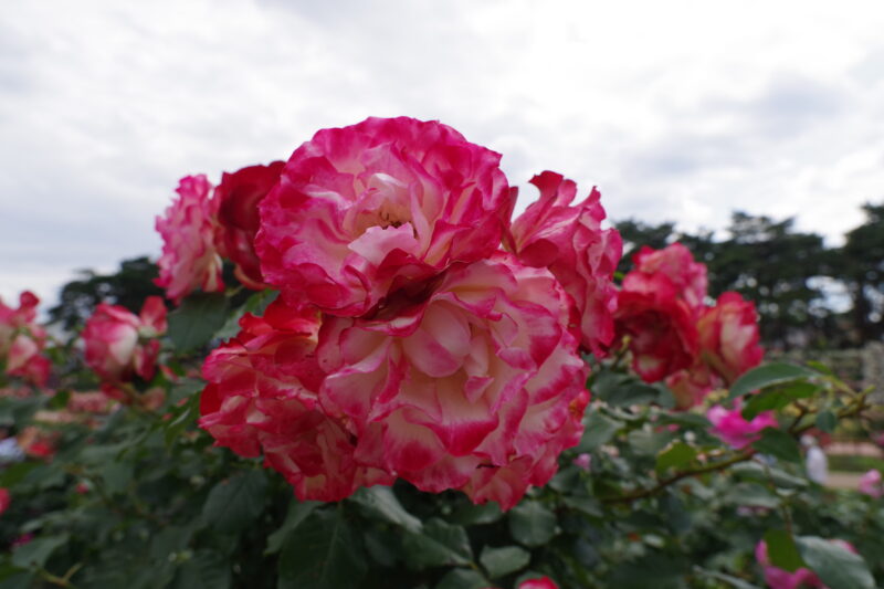 20230520_敷島公園門倉テクノばら園_春薔薇４