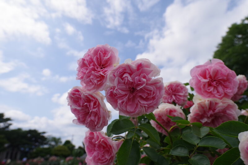 20230520_敷島公園門倉テクノばら園_春薔薇５