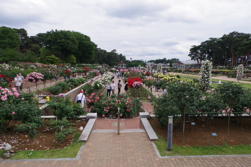 20230520_敷島公園門倉テクノばら園_春薔薇３