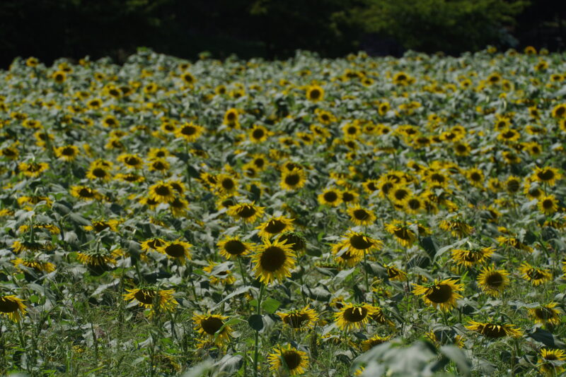 20230723_県営権現堂公園_ひまわり１