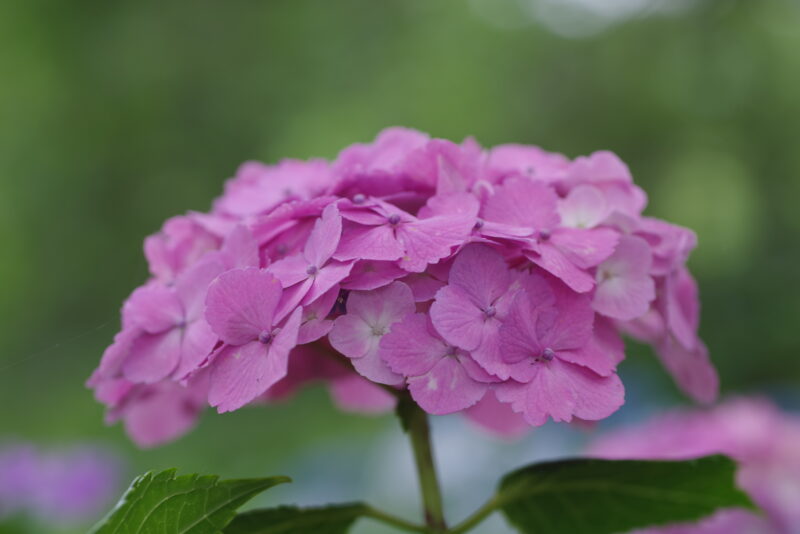 20230610_県営権現堂公園_紫陽花３