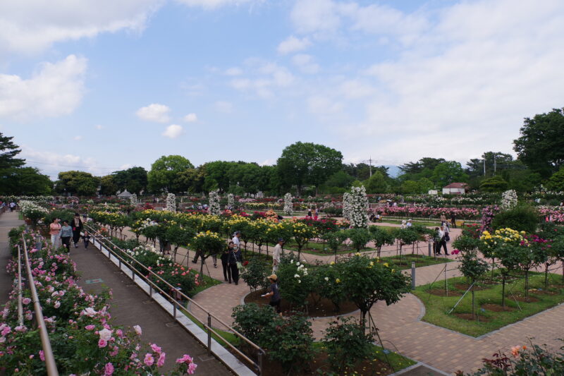 20230520_敷島公園門倉テクノばら園_春薔薇２