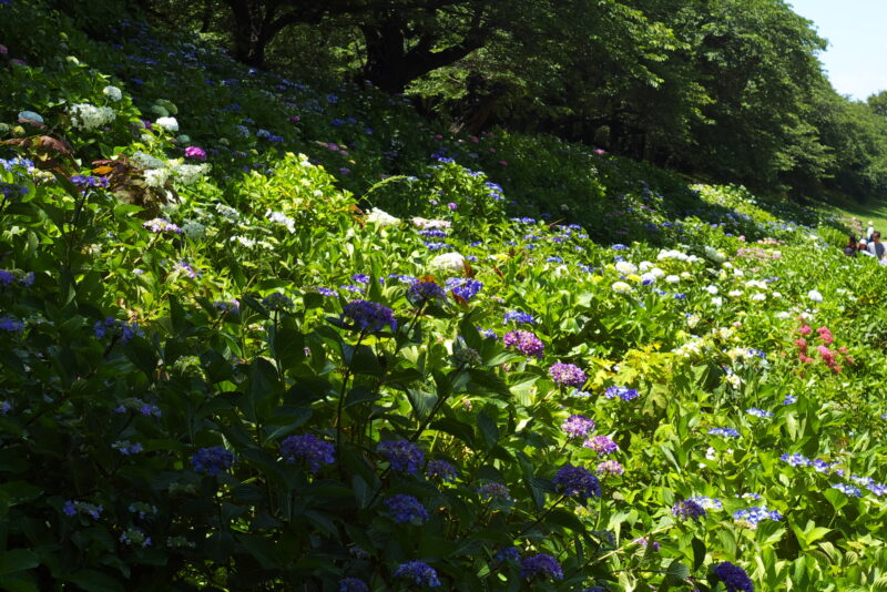 20230604_県営権現堂公園_紫陽花２