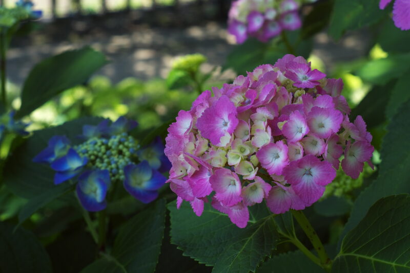 20230604_県営権現堂公園_紫陽花３