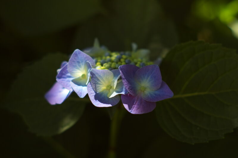 20230604_県営権現堂公園_紫陽花４