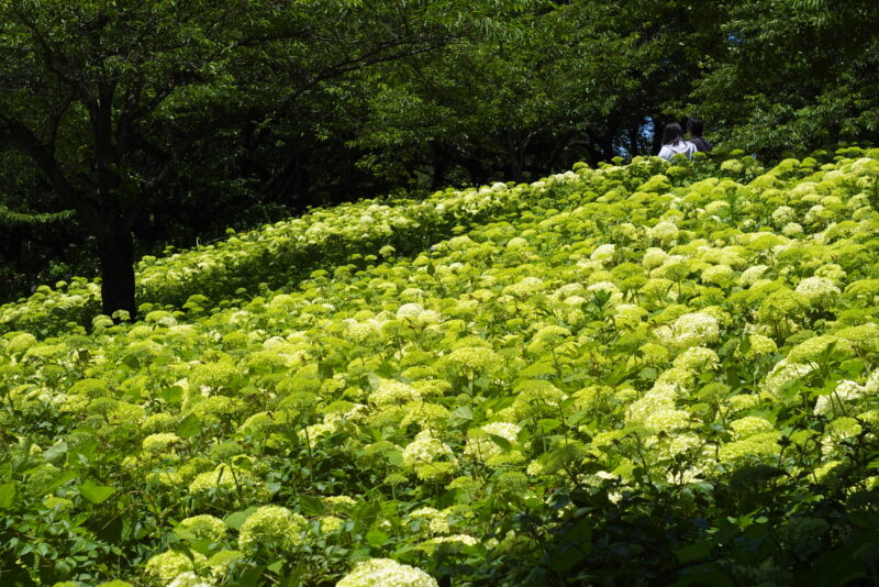 20230604_県営権現堂公園_紫陽花１