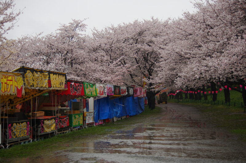 20230325_県営権現堂公園_桜＆菜の花１