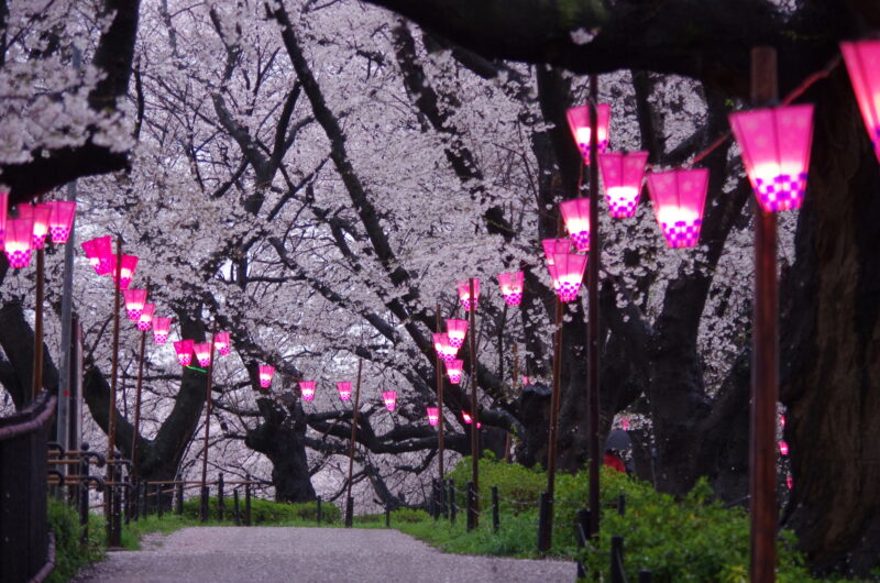 20230325_県営権現堂公園_桜＆菜の花２