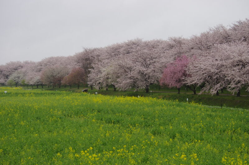 20230325_県営権現堂公園_桜＆菜の花３