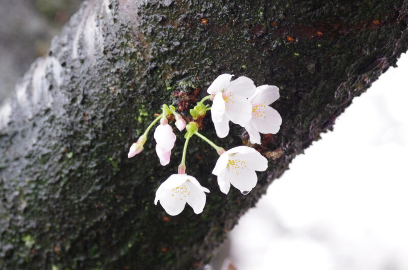 20230325_県営権現堂公園_桜＆菜の花４