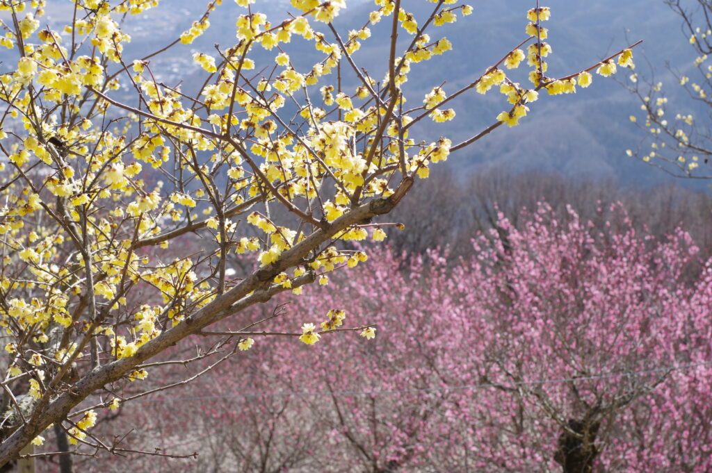 20230304_蝋梅園・梅百花園２