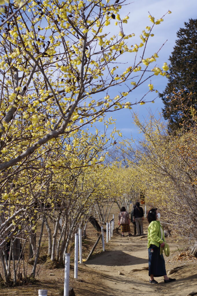 20230304_蝋梅園・梅百花園４