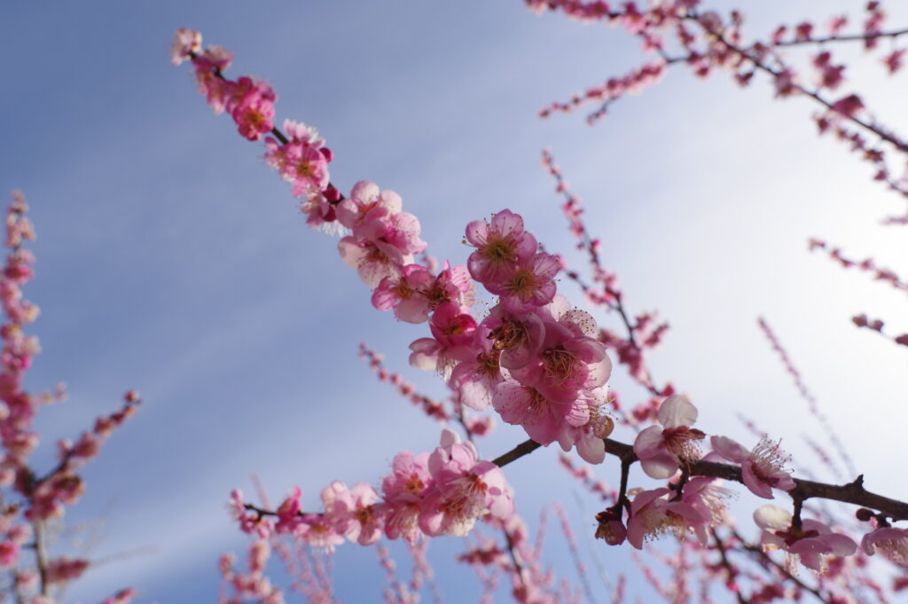 20230304_蝋梅園・梅百花園６