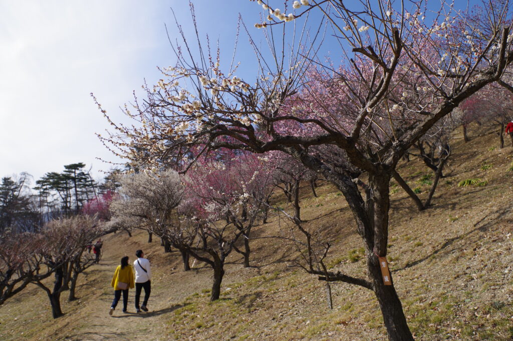 20230304_蝋梅園・梅百花園５