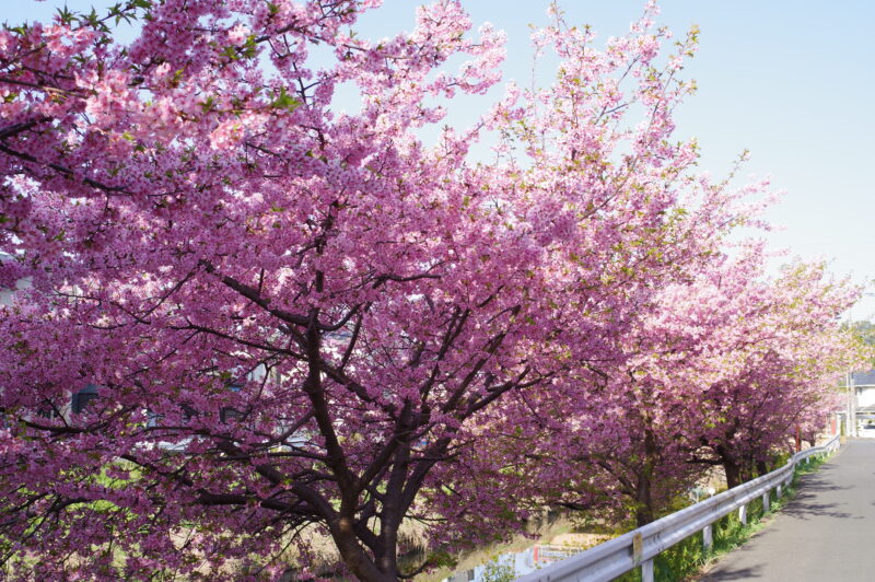 20230311_青毛堀川_河津桜３