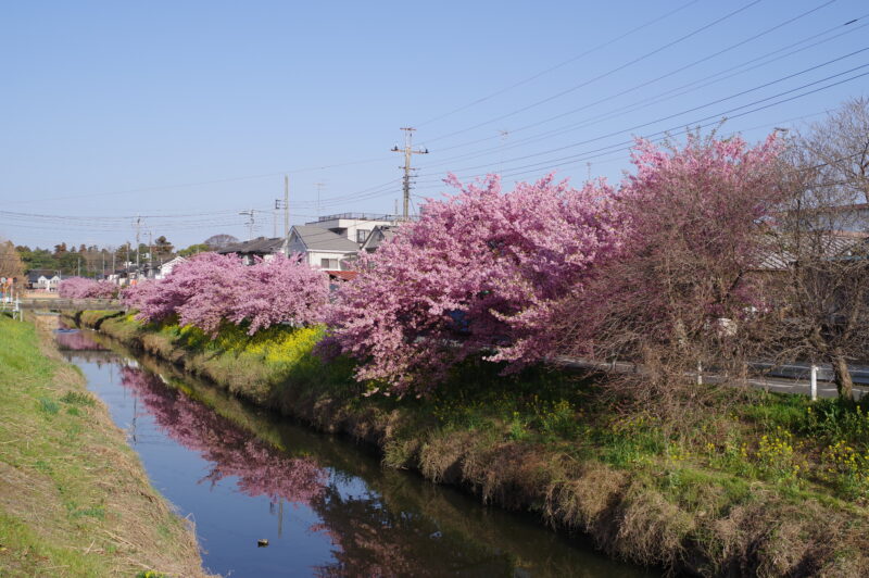 20230311_青毛堀川_河津桜２