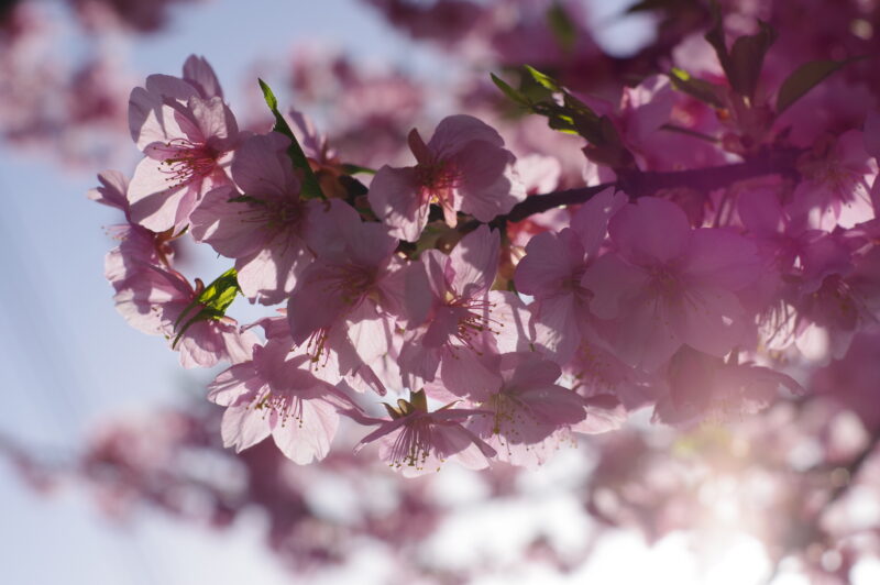 20230311_青毛堀川_河津桜５