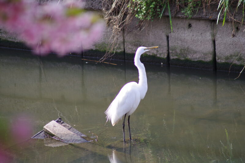 20230312_青毛堀川_河津桜と鳥１