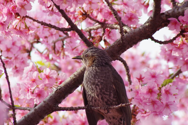 20230312_青毛堀川_河津桜と鳥２