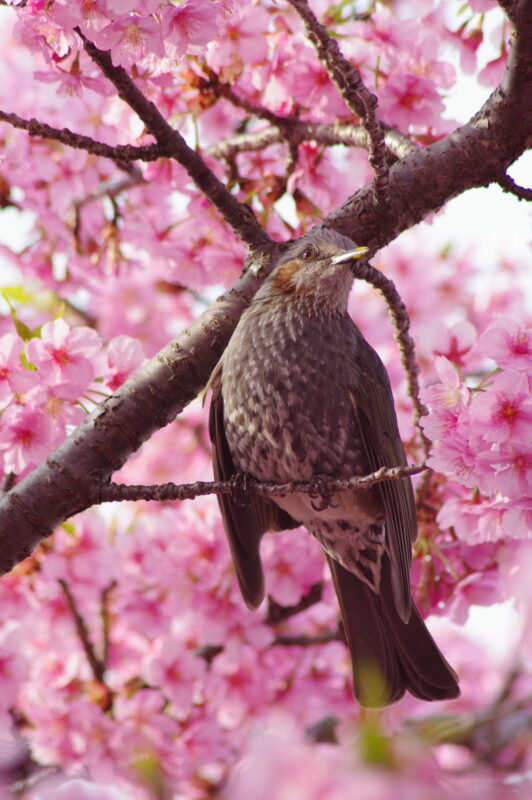 20230312_青毛堀川_河津桜と鳥３