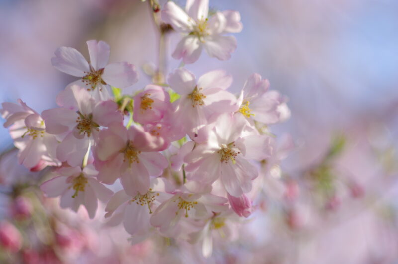 20230401_県営権現堂公園_桜＆菜の花４