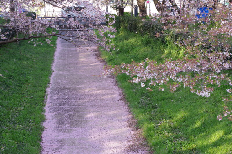 20230401_県営権現堂公園_桜＆菜の花５