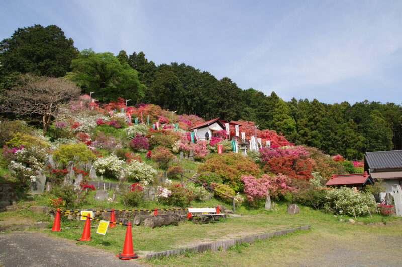 20230423_五大尊花木公園_つつじ１