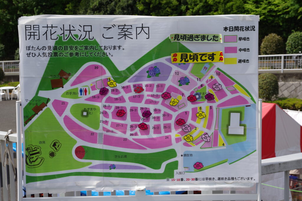 20230423_東松山ぼたん園_春牡丹１