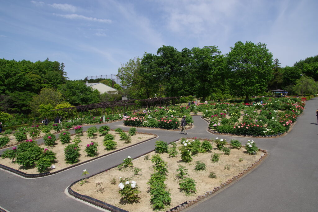 20230423_東松山ぼたん園_春牡丹４